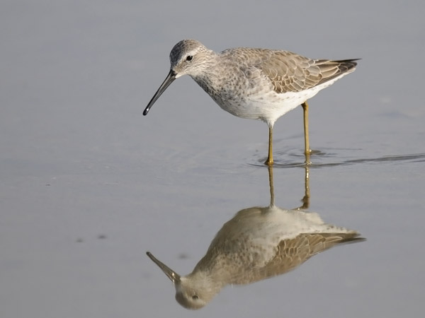 Pitkäkoipisirri, Stilt Sandpiper, Calidris himantopus