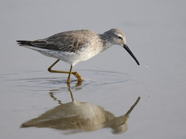Pitkäkoipisirri, Stilt Sandpiper, Calidris himantopus
