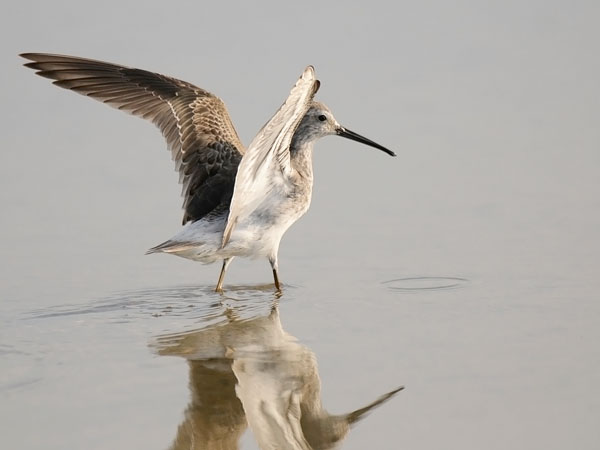 Pitkäkoipisirri, Stilt Sandpiper, Calidris himantopus