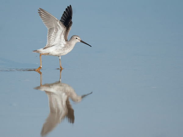 Pitkäkoipisirri, Stilt Sandpiper, Calidris himantopus