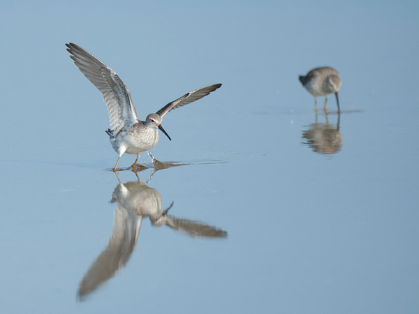 Pitkäkoipisirri, Stilt Sandpiper, Calidris himantopus