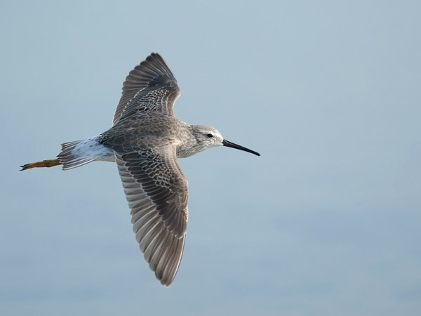 Pitkäkoipisirri, Stilt Sandpiper, Calidris himantopus