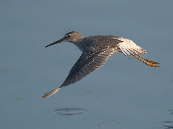 Pitkäkoipisirri, Stilt Sandpiper, Calidris himantopus