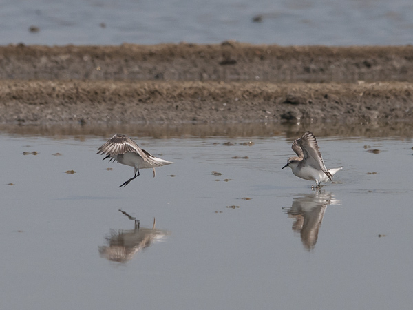 Rusokaulasirri, Red-necked Stint, Calidris ruficollis