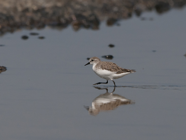 Rusokaulasirri, Red-necked Stint, Calidris ruficollis
