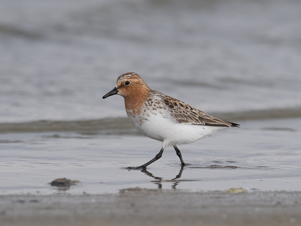 Rusokaulasirri, Red-necked Stint, Calidris ruficollis