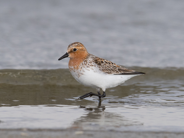 Rusokaulasirri, Red-necked Stint, Calidris ruficollis