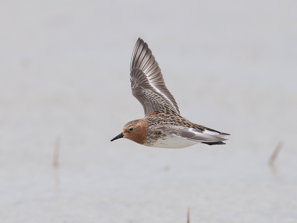 Rusokaulasirri, Red-necked Stint, Calidris ruficollis