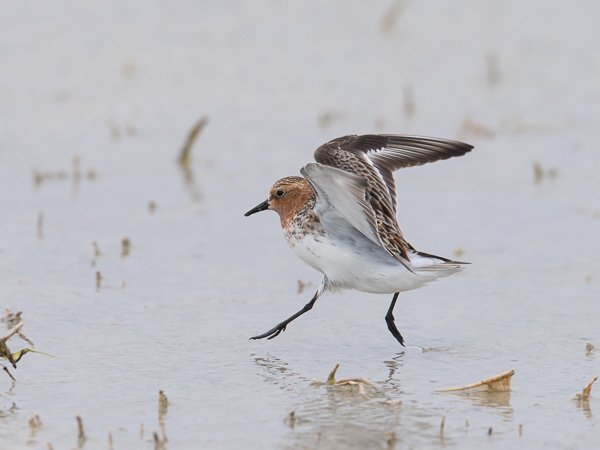 Rusokaulasirri, Red-necked Stint, Calidris ruficollis