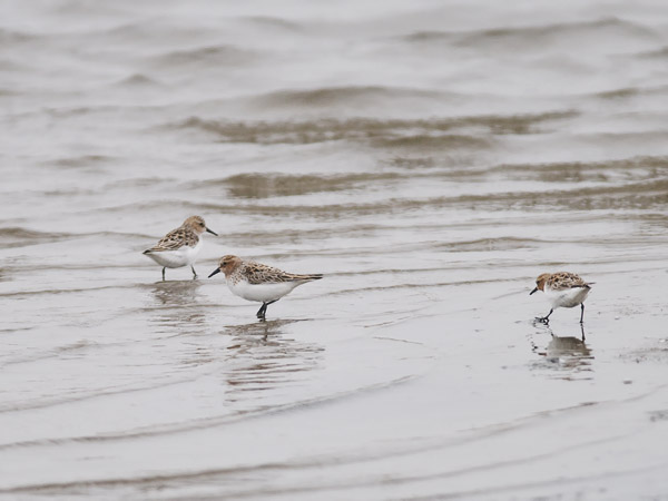 Rusokaulasirri, Red-necked Stint, Calidris ruficollis