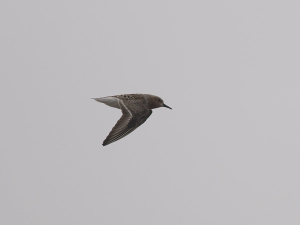 Rusokaulasirri, Red-necked Stint, Calidris ruficollis
