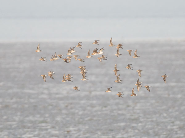 Rusokaulasirri, Red-necked Stint, Calidris ruficollis
