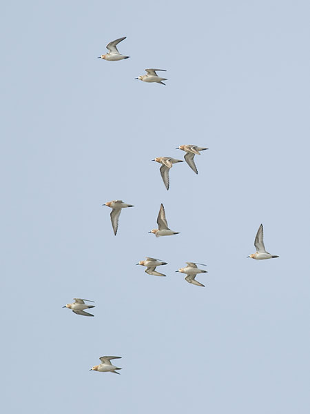 Rusokaulasirri, Red-necked Stint, Calidris ruficollis