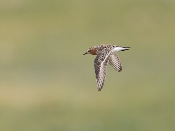 Rusokaulasirri, Red-necked Stint, Calidris ruficollis