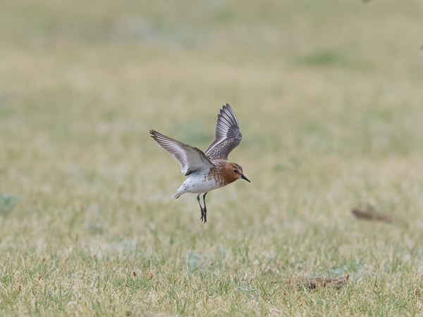 Rusokaulasirri, Red-necked Stint, Calidris ruficollis