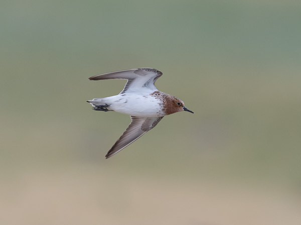 Rusokaulasirri, Red-necked Stint, Calidris ruficollis