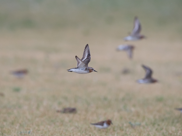 Rusokaulasirri, Red-necked Stint, Calidris ruficollis