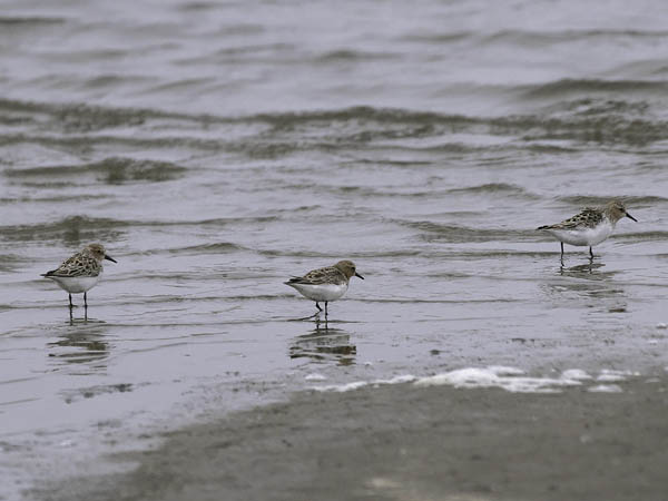 Rusokaulasirri, Red-necked Stint, Calidris ruficollis