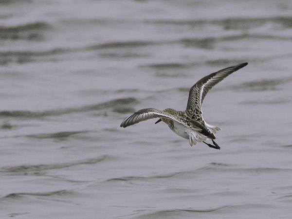 Rusokaulasirri, Red-necked Stint, Calidris ruficollis
