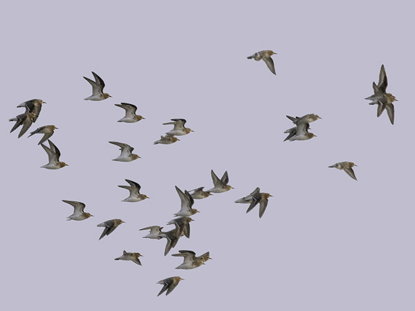 Rusokaulasirri, Red-necked Stint, Calidris ruficollis