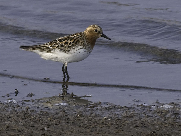 Rusokaulasirri, Red-necked Stint, Calidris ruficollis