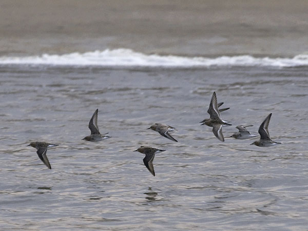 Rusokaulasirri, Red-necked Stint, Calidris ruficollis