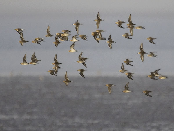 Rusokaulasirri, Red-necked Stint, Calidris ruficollis
