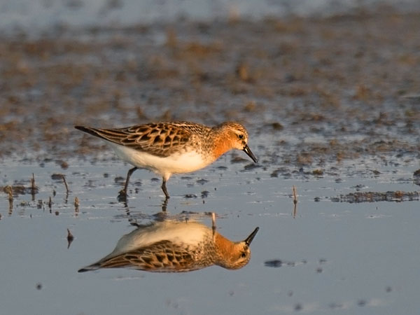 Rusokaulasirri, Red-necked Stint, Calidris ruficollis