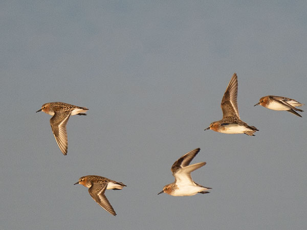 Rusokaulasirri, Red-necked Stint, Calidris ruficollis