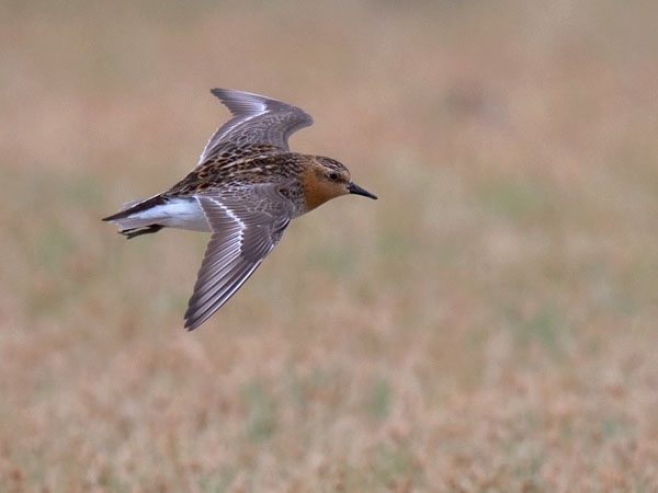 Rusokaulasirri, Red-necked Stint, Calidris ruficollis