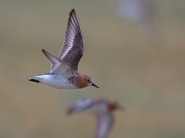 Rusokaulasirri, Red-necked Stint, Calidris ruficollis