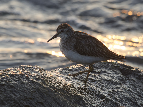 Amerikansirri, Least Sandpiper, Calidris minutilla
