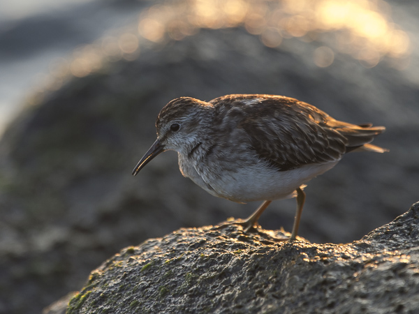 Amerikansirri, Least Sandpiper, Calidris minutilla