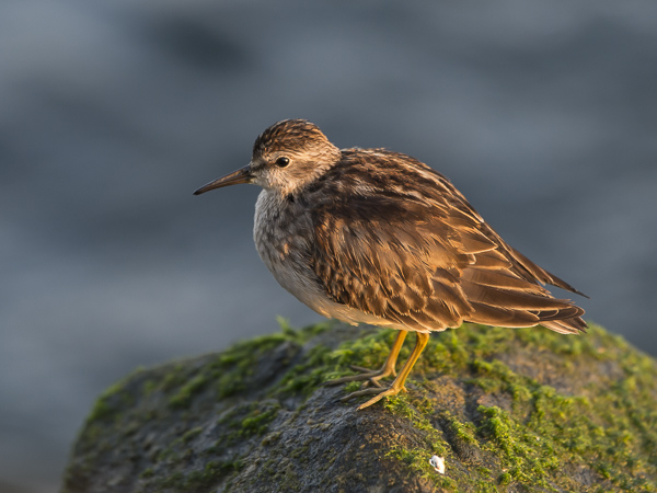 Amerikansirri, Least Sandpiper, Calidris minutilla