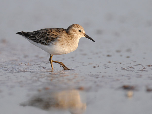 Amerikansirri, Least Sandpiper, Calidris minutilla
