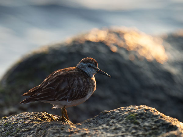 Amerikansirri, Least Sandpiper, Calidris minutilla