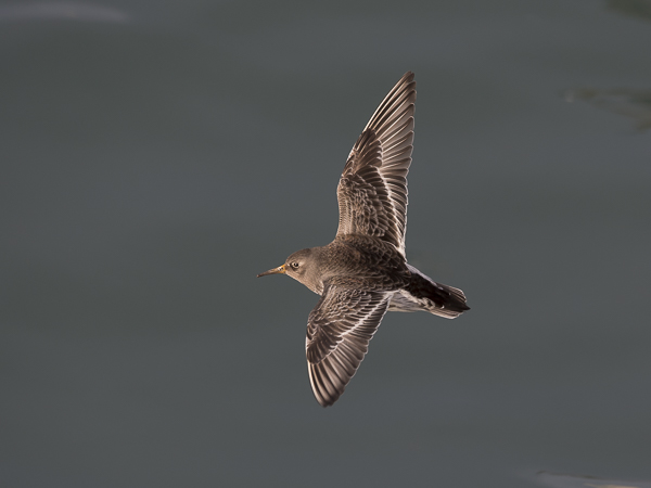 Merisirri, Purple Sandpiper, Calidris maritima