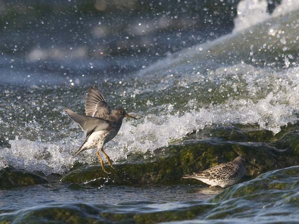 Merisirri, Purple Sandpiper, Calidris maritima