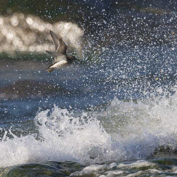 Merisirri, Purple Sandpiper, Calidris maritima