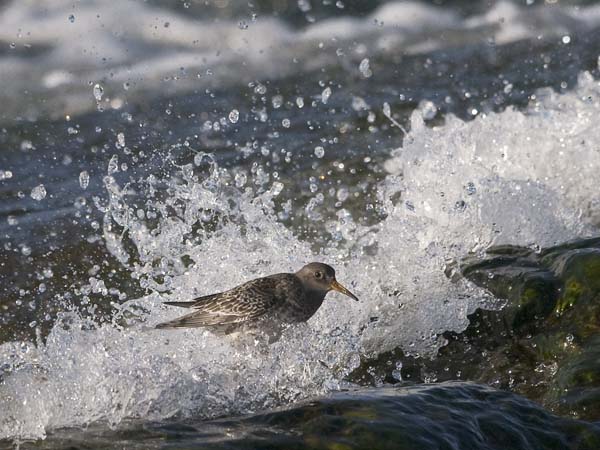 Merisirri, Purple Sandpiper, Calidris maritima