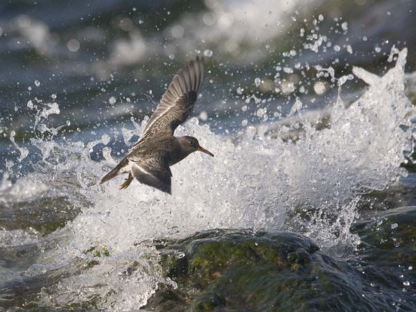 Merisirri, Purple Sandpiper, Calidris maritima