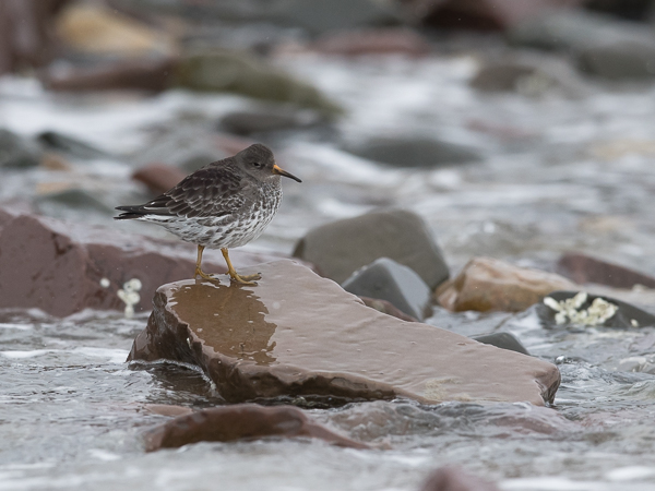 Merisirri, Purple Sandpiper, Calidris maritima