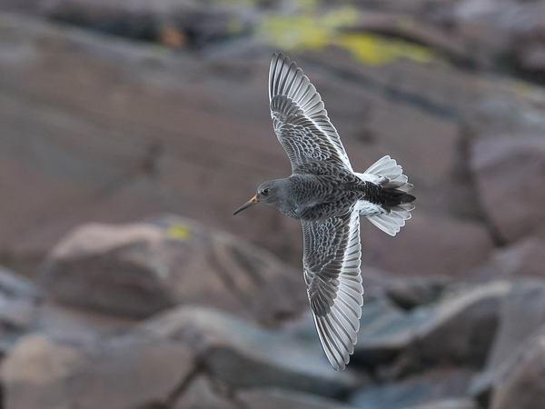 Merisirri, Purple Sandpiper, Calidris maritima