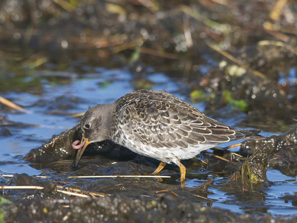 Merisirri, Purple Sandpiper, Calidris maritima