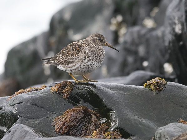 Merisirri, Purple Sandpiper, Calidris maritima