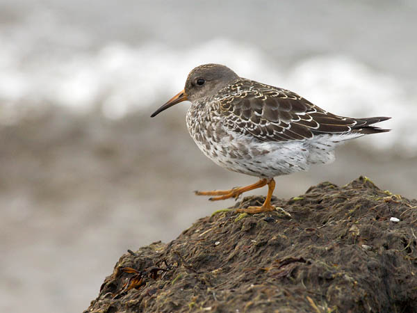 Merisirri, Purple Sandpiper, Calidris maritima