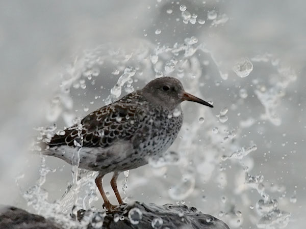 Merisirri, Purple Sandpiper, Calidris maritima