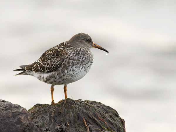 Merisirri, Purple Sandpiper, Calidris maritima