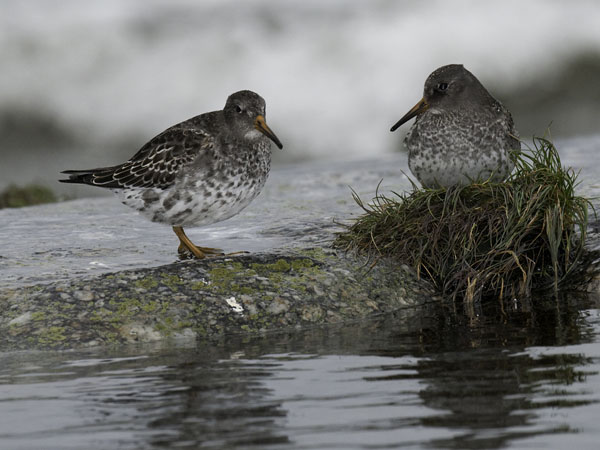 Merisirri, Purple Sandpiper, Calidris maritima
