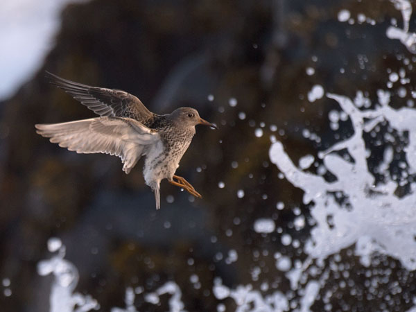 Merisirri, Purple Sandpiper, Calidris maritima
